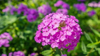 Beautiful Gardens and Patios